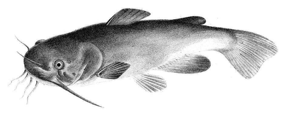 “北极鲶鱼”是什么鱼？真的存在吗？