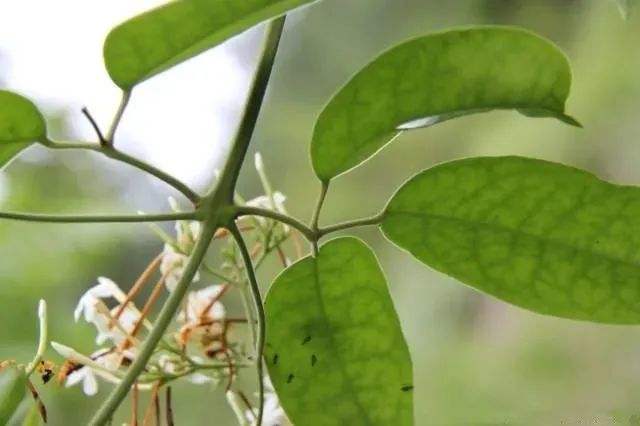 花木通苹果版仙灵物语苹果版叫什么名字