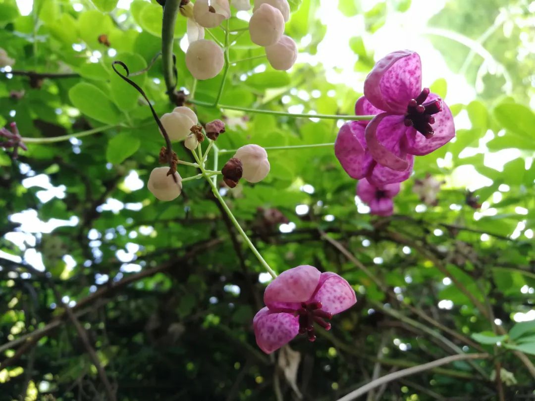 花木通苹果版仙灵物语苹果版叫什么名字-第2张图片-太平洋在线下载