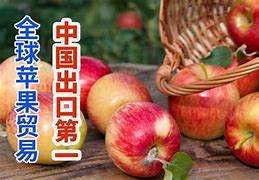 苹果版吉娃娃纯种吉娃娃狗图片-第2张图片-太平洋在线下载